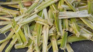 Sugarcane Bagasse